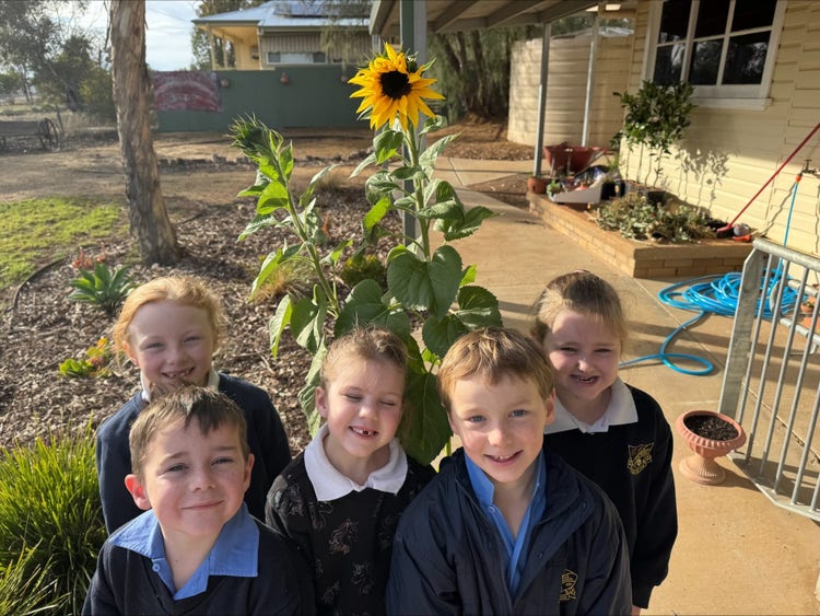 three girls and two boys from the infants class standing in front of the sunflowers they grew